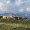 Yew Tree Farm Herdwicks at Tarn Hows