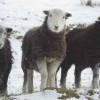 Trio of Watchful Hoggs