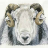 Yew Tree Tup (Colour)