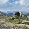 Beltie Above Tarn Hows