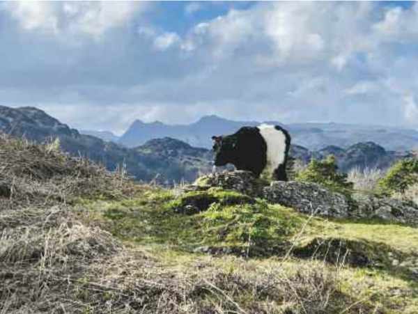 Beltie Above Tarn Hows