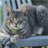 Chair Cat