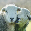 I Love Ewe