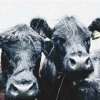 Nosy Girls