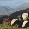 Yew Tree Farm Belties at Tarn Hows