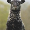 Ash Bank Lamb