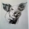 Stephens Prize Winning Pig - Charcoal