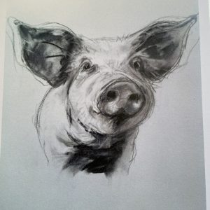 Stephens Prize Winning Pig - Charcoal