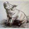 Percy The Proverbial Pig