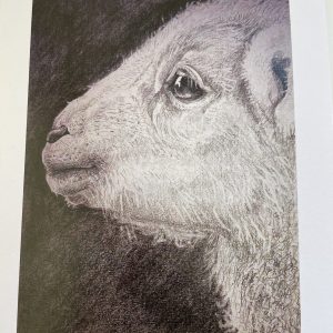Lamb
