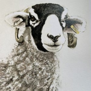 Arnold Lancaster's Swaledale Ewe