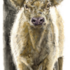 Dun Beltie