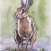 Penny Bridge Hare No 1
