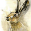 Cornfield Hare