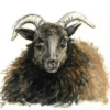 Shetland Ewe