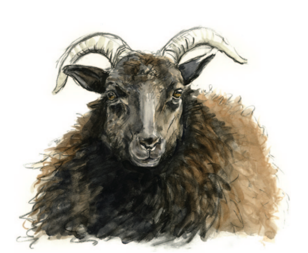 Shetland Ewe