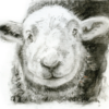 Little Iceman (Herdwick Hogg)