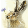 Cornflower Hare