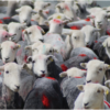 Clipped Herdwicks