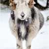Snow Guardian