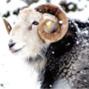 Yew Tree Winter Tup 2