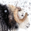 Yew Tree Winter Tup