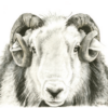 Ambassador of Yew Tree, Charcoal