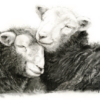 Field Friends, Charcoal