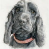 Tilly, Black Spaniel