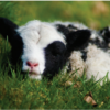 Jacob Lamb