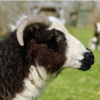Jacob Ewe 3