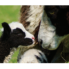 Jacob Ewe and Lamb