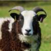 Jacob Ewe 2