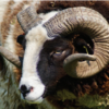 Jacob Tup