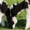 Jacob Twin Lambs
