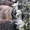 Yew Tree Herdwicks cooling their heads on the stones