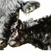Yew Tree Belted Galloway Cow and Calf