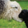 Yew Tree Herdwick Ewe and Lamb