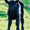 Beltie Calf