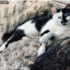 Cat in Sheeps clothing