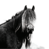 Fell Pony Mare, fresh back down from a period of wild living on the fells