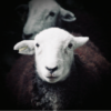 Herdwick Hoggs (Peter and Charlie)