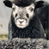3 Month Old Herdwick Lamb
