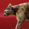 Red Ferral Cat
