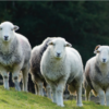 Shearlings in Hen Croft