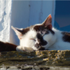Tom on Windowsill