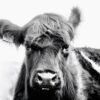 Belty Heifer