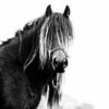 Fell Pony Mare, fresh back down from a period of wild living on the fells