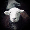 Herdwick Hoggs (Peter and Charlie)